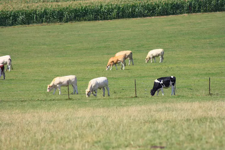 prairie Nord bovins pâturage