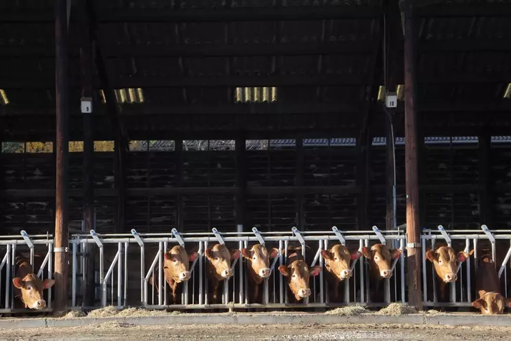 À la station de Lanaud, l'un des sites support de cet essai, quatre caméras ont été positionnées au-dessus de chaque case abritant six taurillons limousins âgés de 8 ...