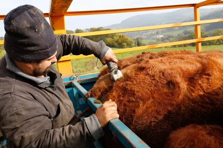 Elevage bovin. bovins viande. Eleveur tondant la queue de ses vaches de race Salers élevée en prairie sur son exploitation agricole de Haute Loire. tonte. troupeau. ...