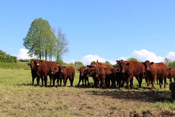 vaches allaitantes de race salers suitées au pré dans la Somme