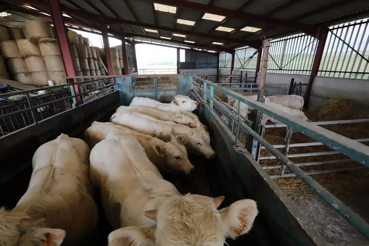 Chargement de bovins de types broutards, laitiers et des taureaux par la cooperative EMC2 dans des exploitations bovines des Ardennes. Remise du passeport de bovin par les ...