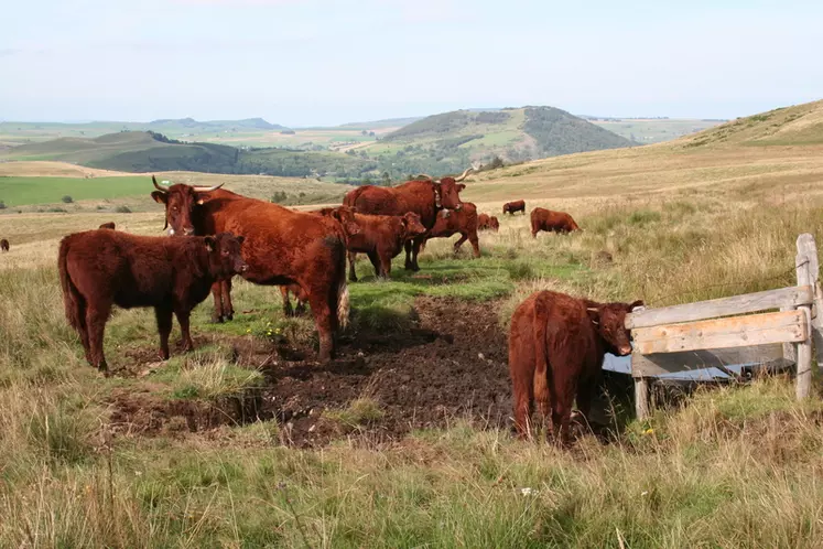 vaches salers auvergne