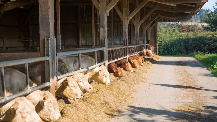 Jeunes bovins charolais à l'auge