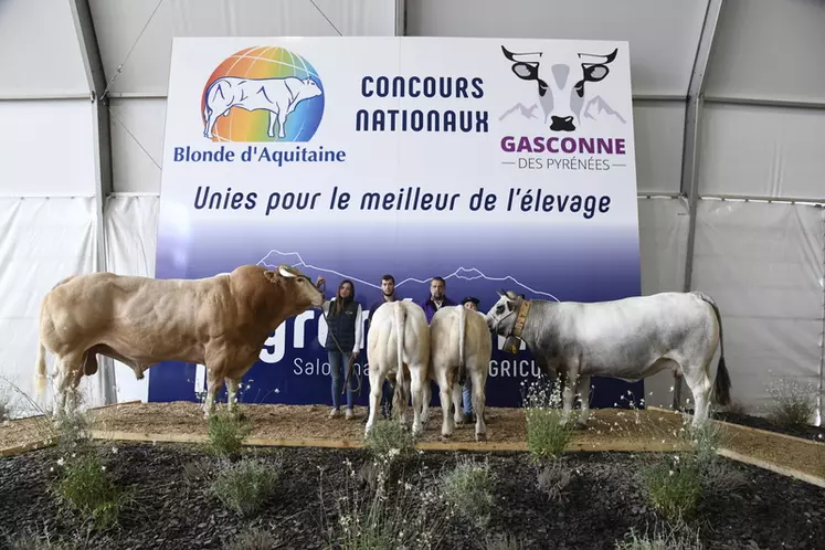 Photo d'archives des concours nationaux blonde d'Aquitaine et gasconne des Pyrénées dans le cadre du salon Les Pyrénéennes à Saint-Gaudens en 2021. 