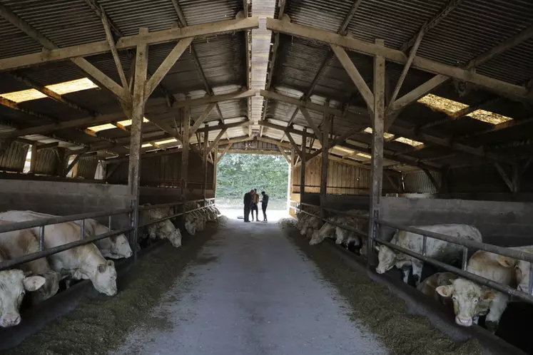 Atelier d'engraissement de jeunes bovins au Gaec des Landelles en Loire-Atlantique