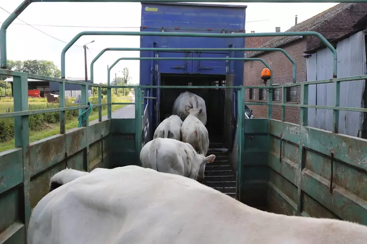 Chargement de bovins de types broutards, laitiers et des taureaux par la cooperative EMC2 dans des exploitations bovines des Ardennes. Remise du passeport de bovin par les ...