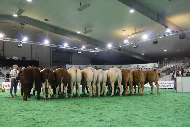 Space 2024 : onze vaches de boucherie aux enchères à la vente « excellence viande » 