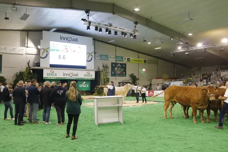 Space 2024 : onze vaches de boucherie aux enchères à la vente « excellence viande » 