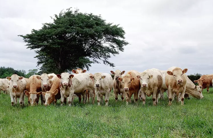 Bovins lait / bouvillons croisés au pâturage en Irlande. L'alimentation des bovins à l'herbe et le pâturage, favorisée par un climat océanique doux favorisant la pousse ...