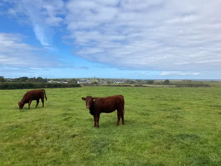 Bovins viande en Irlande août 2022