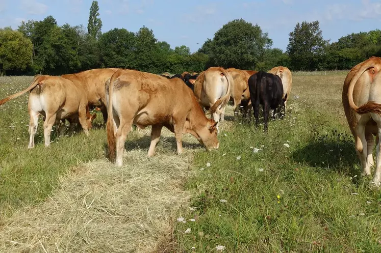 bale grazing ferme expériementale pâturage limousine