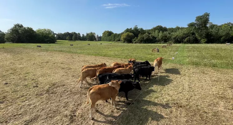 bale grazing ferme expérimentale pâturage limousine