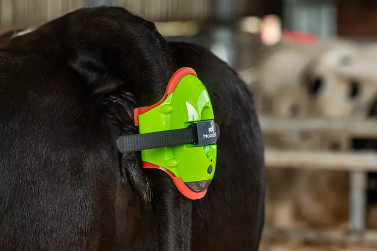 Le capteur irlandais Moocall se clipse à la queue de la vache avec une sangle à cliquet, dont la taille est ajustable.