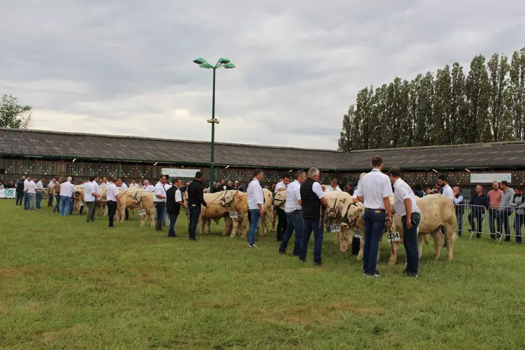 concours charolais