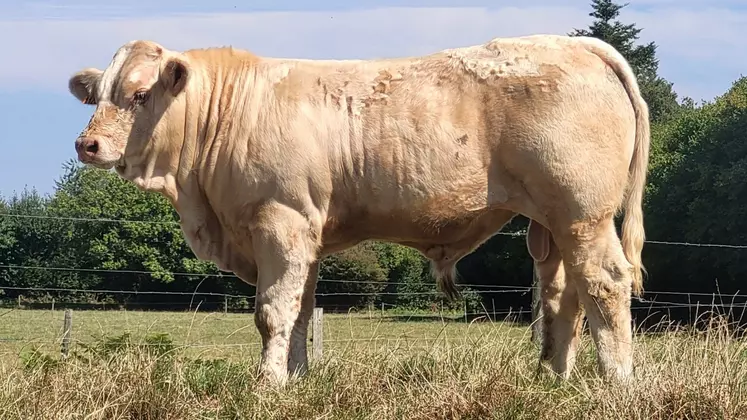 taureau charolais