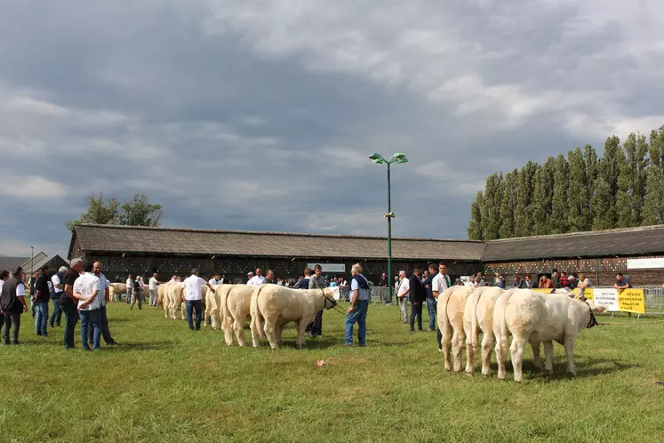 concours charolais