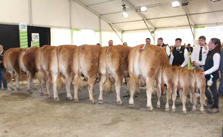 concours national limousin