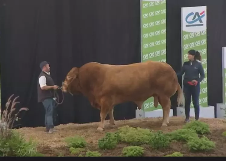 concours national limousin