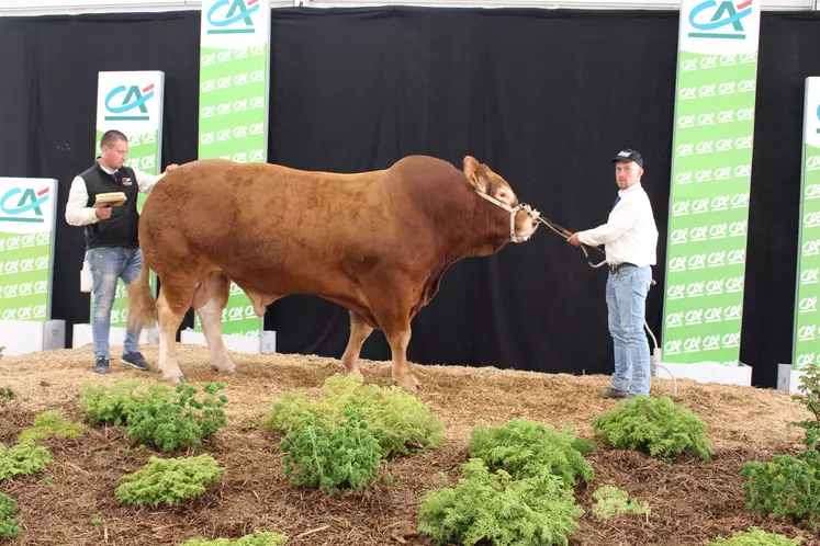 concours national limousin