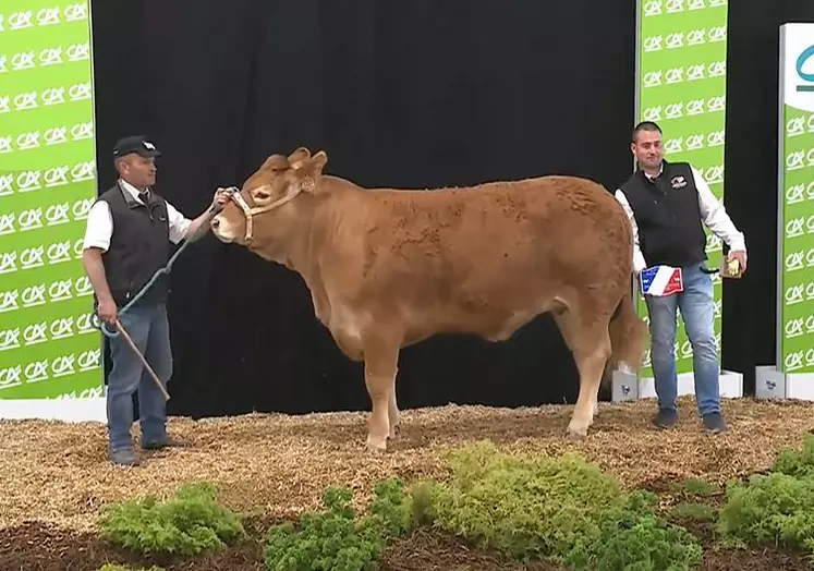concours national limousin