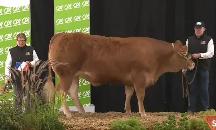 concours national limousin