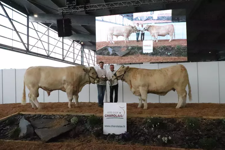 Guillaume Bajou (Hautes-Pyrénées) remporte le challenge élevage avec deux animaux charolais massifs qui présentent de très bonnes qualités de race.