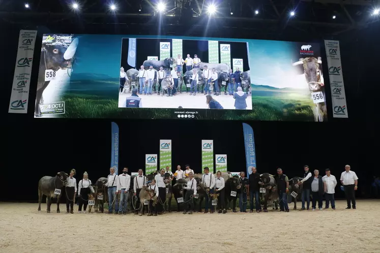 concours race bazadaise sommet de l'élevage 2024