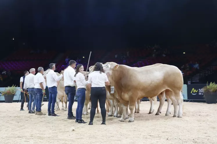 Concours blonde d'Aquitaine Sommet de l'élevage 2024