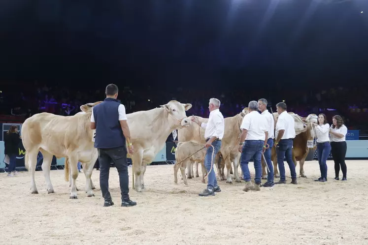 Concours blonde d'Aquitaine Sommet de l'élevage 2024