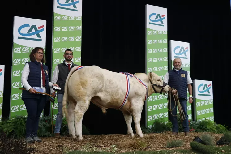 concours charolais Sommet de l'élevage 2024