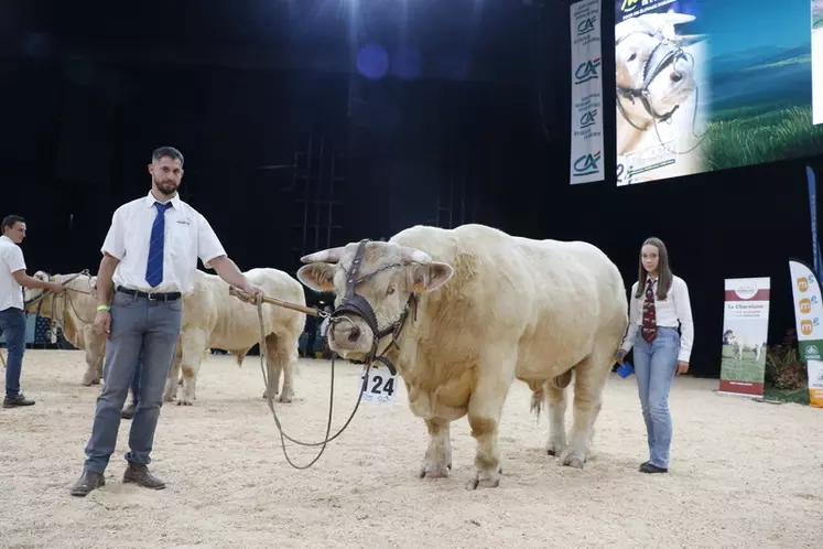 concours charolais Sommet de l'élevage 2024