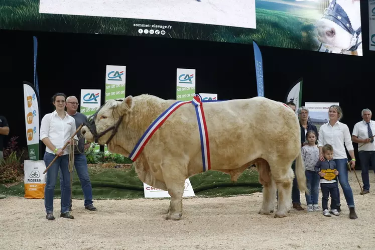 concours charolais Sommet de l'élevage 2024