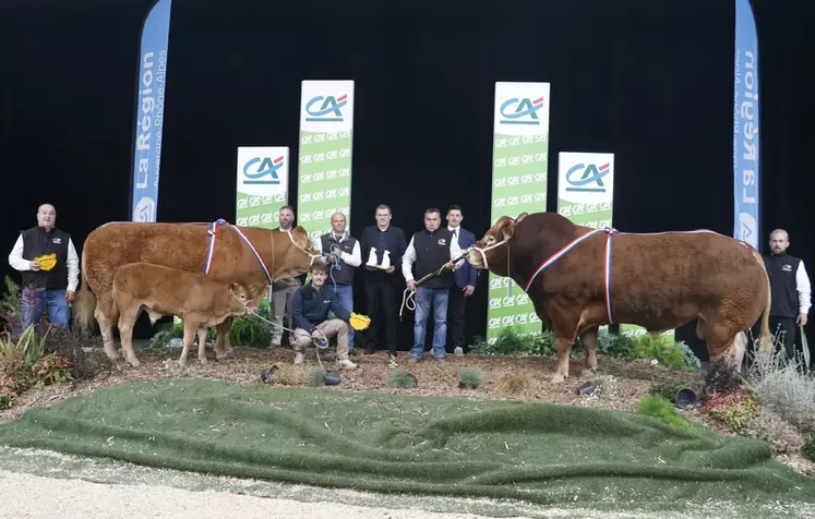 concours limousin Sommet de l'élevage 2024