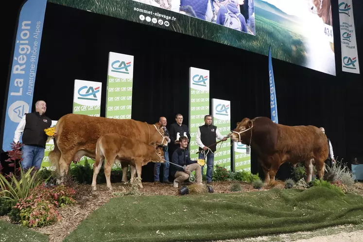 concours limousin Sommet de l'élevage 2024