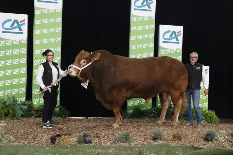 Sommet de l’Élevage 2024 : retrouvez les champions de la race limousine en photos et le palmarès du concours