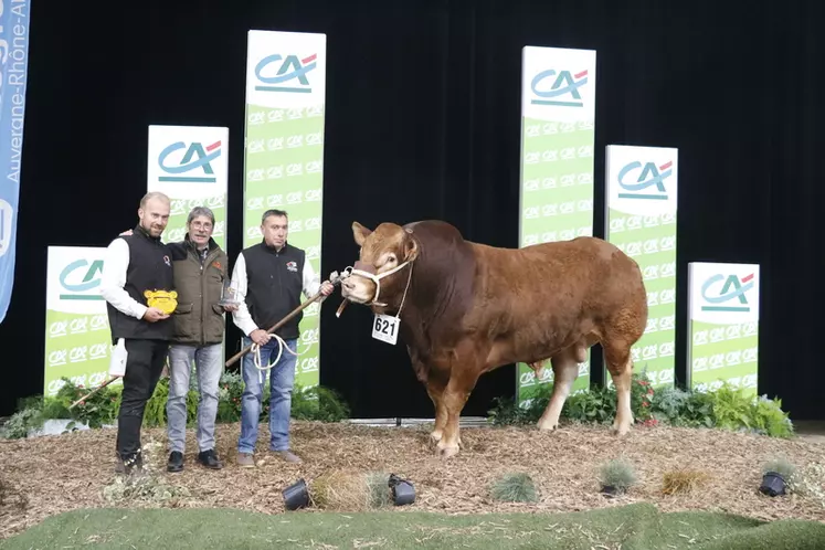 Sommet de l’Élevage 2024 : retrouvez les champions de la race limousine en photos et le palmarès du concours
