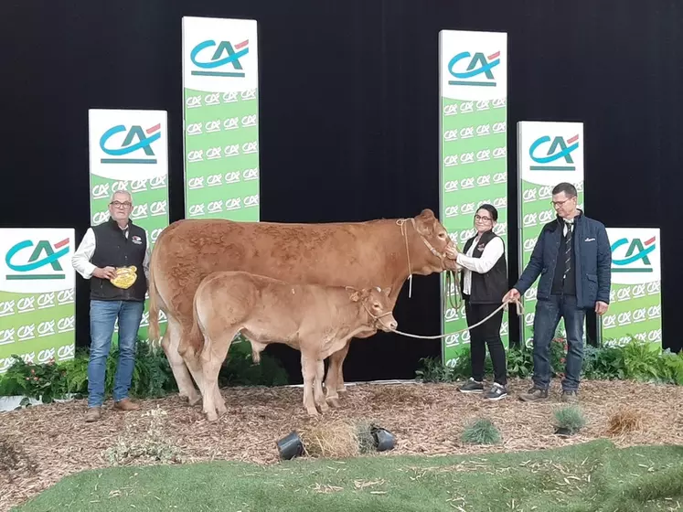 Sommet de l’Élevage 2024 : retrouvez les champions de la race limousine en photos et le palmarès du concours