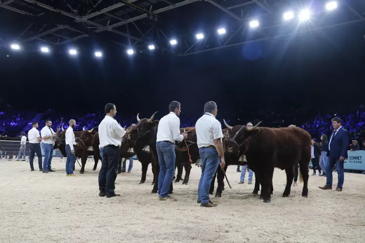 Concours national salers Sommet de l'élevage 2024