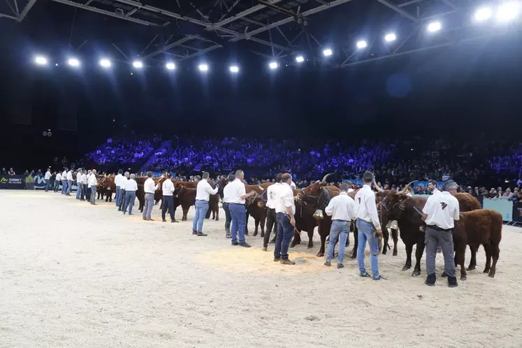 Concours national salers Sommet de l'élevage 2024