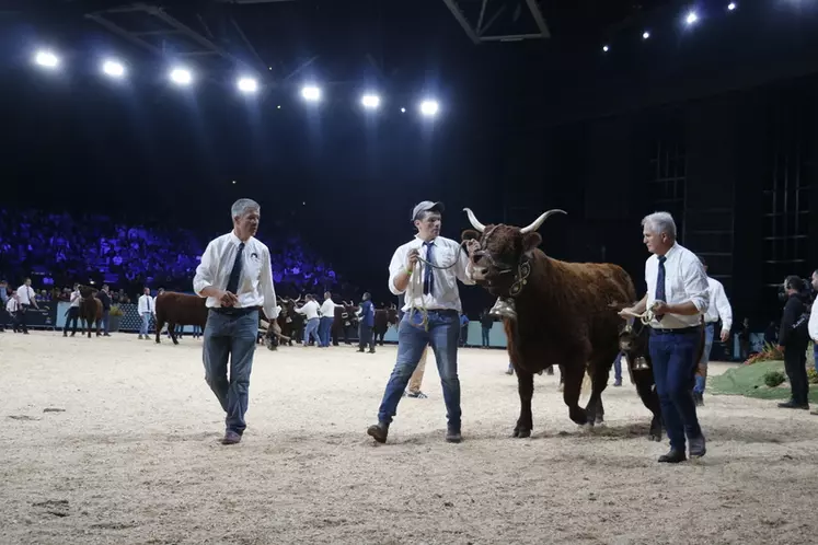 Concours national salers Sommet de l'élevage 2024
