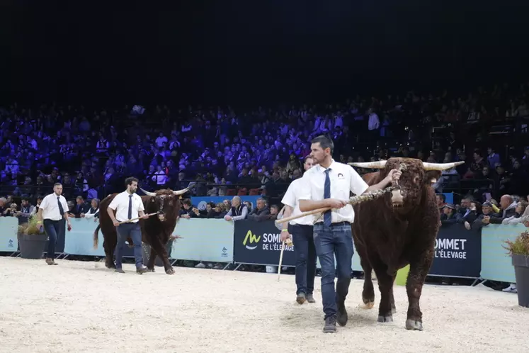 Concours national salers Sommet de l'élevage 2024