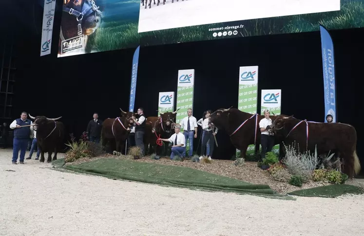 Concours national salers Sommet de l'élevage 2024
