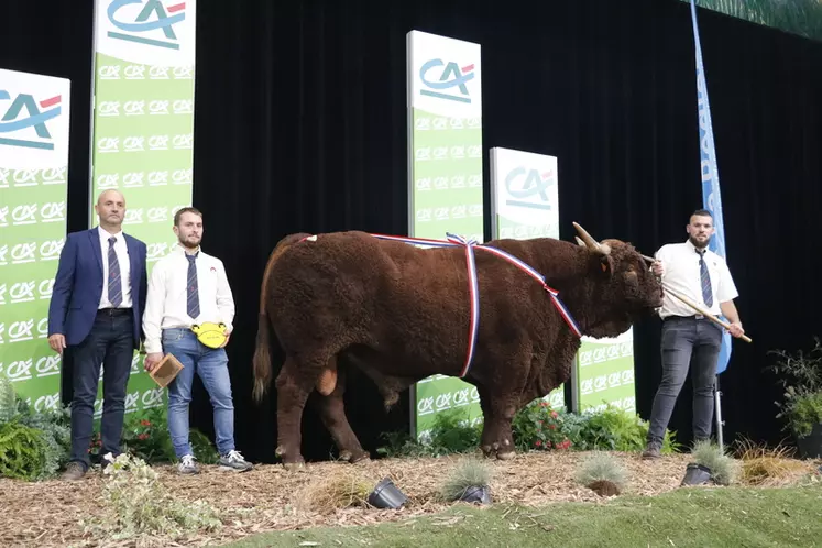 Sommet de l’Élevage 2024 : le fleuron de la race salers en concours national au zénith d’Auvergne