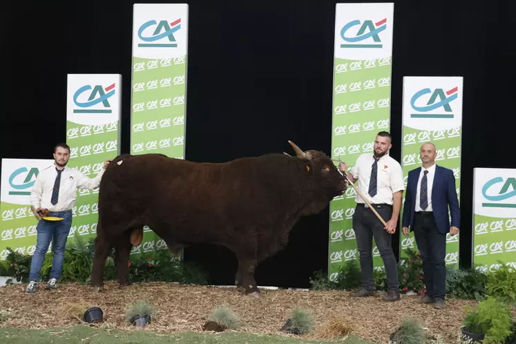 Sommet de l’Élevage 2024 : le fleuron de la race salers en concours national au zénith d’Auvergne