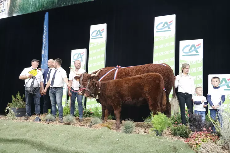 Sommet de l’Élevage 2024 : le fleuron de la race salers en concours national au zénith d’Auvergne