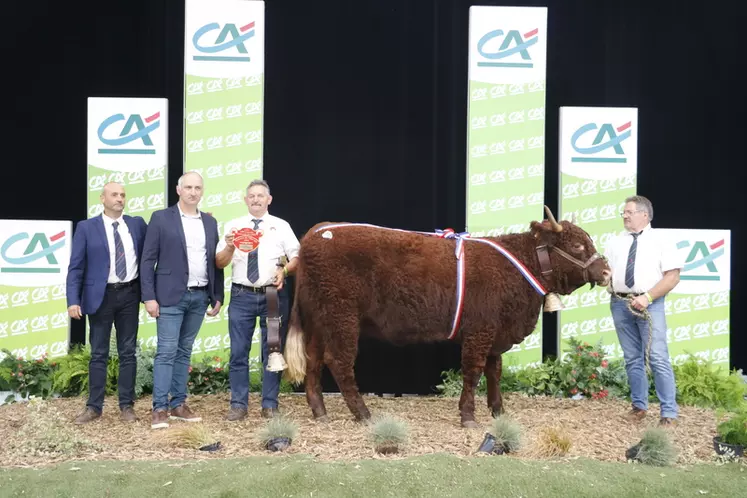 Sommet de l’Élevage 2024 : le fleuron de la race salers en concours national au zénith d’Auvergne