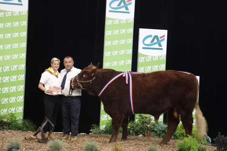 Sommet de l’Élevage 2024 : le fleuron de la race salers en concours national au zénith d’Auvergne