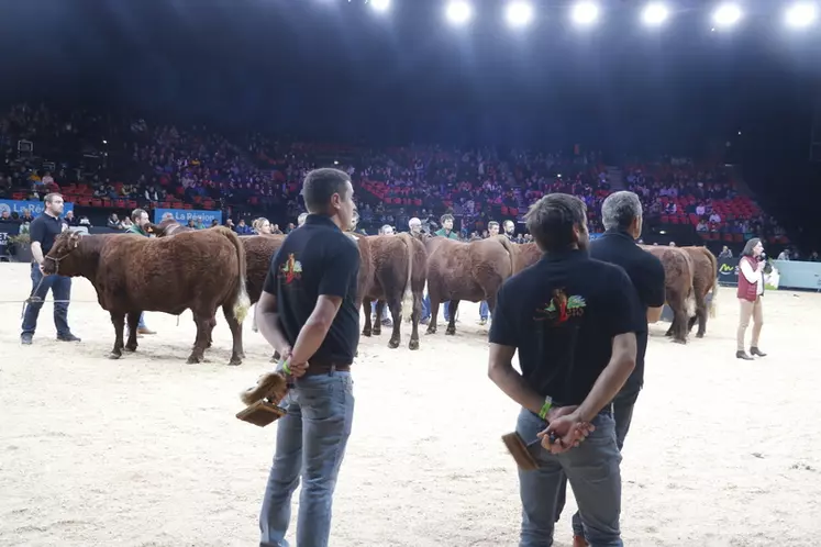 vente aux enchères vaches salers label rouge sommet de l'élevage 2024