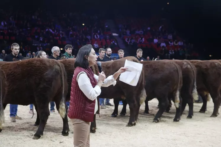 vente aux enchères vaches salers label rouge sommet de l'élevage 2024