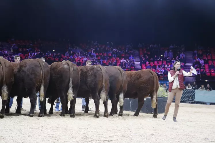 vente aux enchères vaches salers label rouge sommet de l'élevage 2024